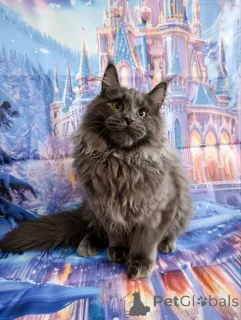 Дополнительные фото: Шикарные котята мальчики