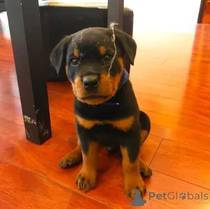 Фото №2 к объявлению №163244 о продаже  - купить в Великобритании 