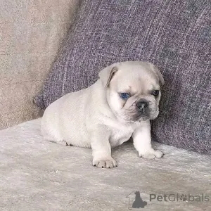 Фото №1. французский бульдог - купить в Оленя за договорная. Объявление №165311