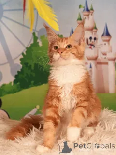 Дополнительные фото: vladi