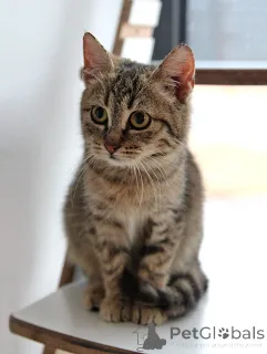 Дополнительные фото: Очаровательная Манечка, ласковый тигровый котенок ищет дом