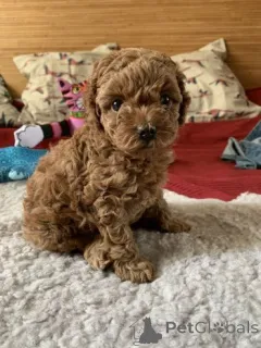 Фото №2 к объявлению №166179 о продаже пуделя (той) - купить в Германии 