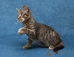 Дополнительные фото: Ласковый и нежный малыш Тигрик ищет дом и любящее сердце