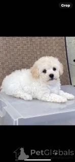 Фото №2 к объявлению №149901 о продаже мальтипу - купить в Германии частное объявление, заводчик