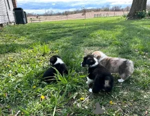 Фото №1. вельш-корги - купить в Берлине за 74214₽. Объявление №138885