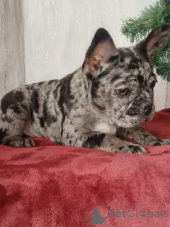 Дополнительные фото: Французский бульдог