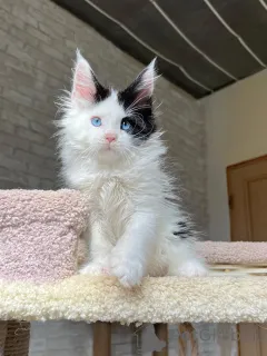 Фото №1. мейн-кун - купить в Бауцен за договорная. Объявление №160718