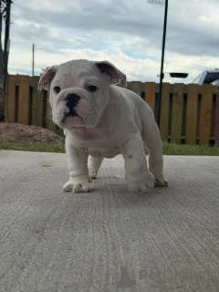 Фото №2 к объявлению №175409 о продаже английского бульдога - купить в Нидерландах заводчик