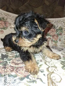 Дополнительные фото: Чистокровные щенки Йокрширского Терьера. 