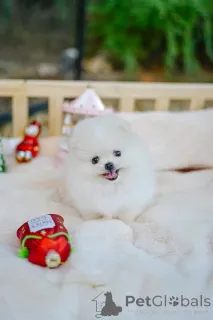 Фото №3. В наличии щенок померанского шпица, готовый к усыновлению..  Франция