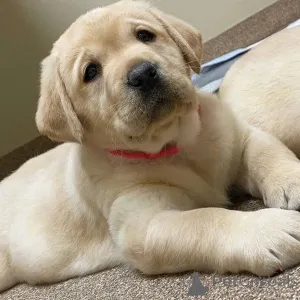 Фото №1.  - купить в Лидс за 26960₽. Объявление №160968