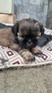 Дополнительные фото: Чистокровные щенки породы Ши-Тцу.