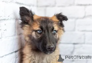 Дополнительные фото: Мишель - активный медвежонок в добрые заботливые руки!