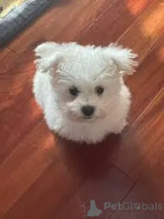 Фото №2 к объявлению №163870 о продаже бишон фризе - купить в Австрии частное объявление, заводчик