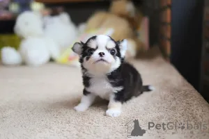 Фото №4. Продажа чихуахуа в Сан -Диего заводчик - цена договорная