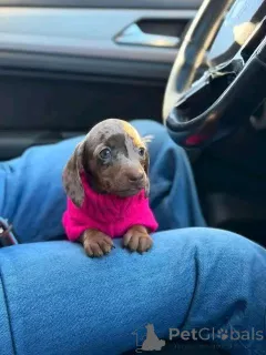 Фото №2 к объявлению №162956 о продаже таксу - купить в США заводчик