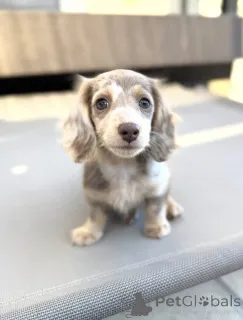 Фото №3. Deze prachtige teckelpuppy's.  Нидерланды