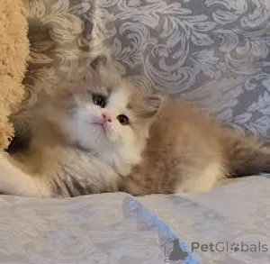 Фото №4. Продам рэгдолла в Вена частное объявление, заводчик - цена 53805₽