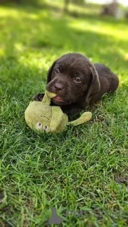 Фото №3. Лабрадор побывал на вермиттельне..  Германия