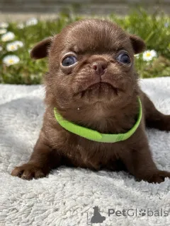 Фото №3. ЧИХУАХУА МАЛЬЧИКИ.  Сербия