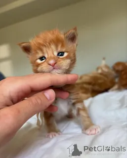 Фото №1. мейн-кун - купить в Мюнхене за 32468₽. Объявление №150585