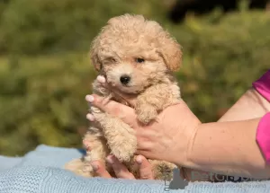 Дополнительные фото: Мальтипу щенки Maltipoo