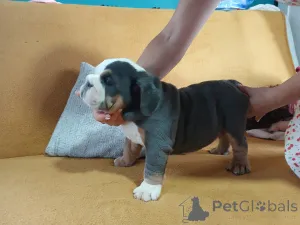 Дополнительные фото: Английский бульдог