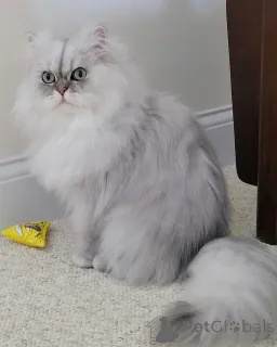 Фото №3. Маленький джентльмен с пушистым сердцем. Швейцария