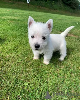 Фото №1. йоркширский терьер - купить в Пенсильвания Тауншип за 88709₽. Объявление №148413