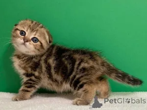 Дополнительные фото: Очаровательный котенок Рэгдолл