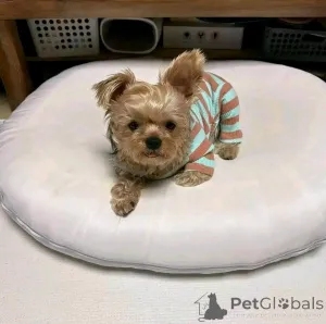 Фото №3. Познакомьтесь с нашими очаровательными 10-недельными щенками йорков, свяжитесь с.  Финляндия