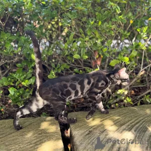 Фото №1. бенгальская - купить в Марселе за 73924₽. Объявление №152768