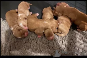 Фото №4. Продажа пуделя (карликового) в Берлине  - цена Бесплатно