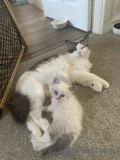 Фото №3. Seal Bi Color Mited Ragdoll Kittens. Бельгия