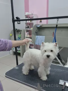 Фото №2 к объявлению №146677 о продаже вест-хайленд-уайт-терьера - купить в США заводчик