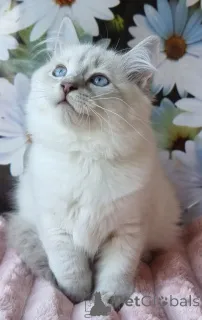 Фото №4. Продам невскую маскарадную в Kyivets ' частное объявление, из питомника, заводчик - цена 62908₽