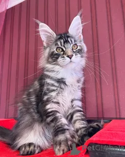 Фото №3. В каждом доме должен быть маленький король познакомьтесь с Лео, львиным жуком!. Люксембург