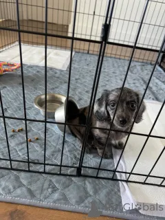 Фото №2 к объявлению №152355 о продаже таксу - купить в Германии заводчик