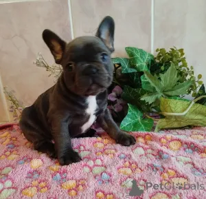 Дополнительные фото: Французский бульдог.