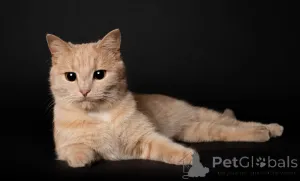 Фото №1.  - купить в Минске за Бесплатно. Объявление №165033