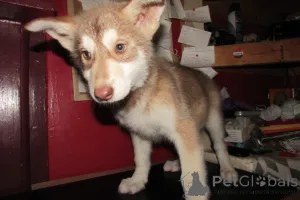 Фото №4. Продажа немецкую овчарку в Чарльстон заводчик - цена 147848₽