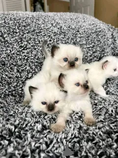 Дополнительные фото: Acketez un Chaton Ragdoll à prix reduit. Livraison возможна.