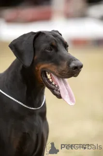 Дополнительные фото: Щенки европейского добермана отличной родословной