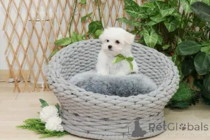 Дополнительные фото: Мальтийский щенок (мини -тип)