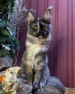 Дополнительные фото: Мейн-кун