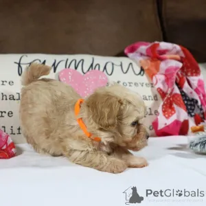 Фото №1. мальтипу - купить в Берлине за 83490₽. Объявление №150161