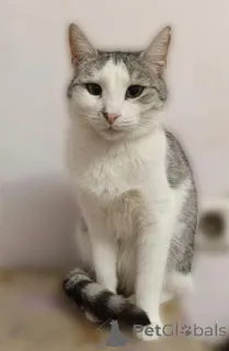 Дополнительные фото: Пушинка кошка, сотканная из лунного света и серебра.