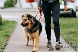 Фото №4. Продажа беспородную в Москва  - цена Бесплатно