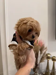 Фото №1. мальтипу - купить в Мюнхене за договорная. Объявление №163591