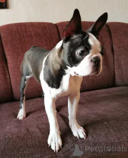 Дополнительные фото: Широкие крылья ангел